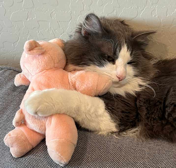 Photo of Dusty