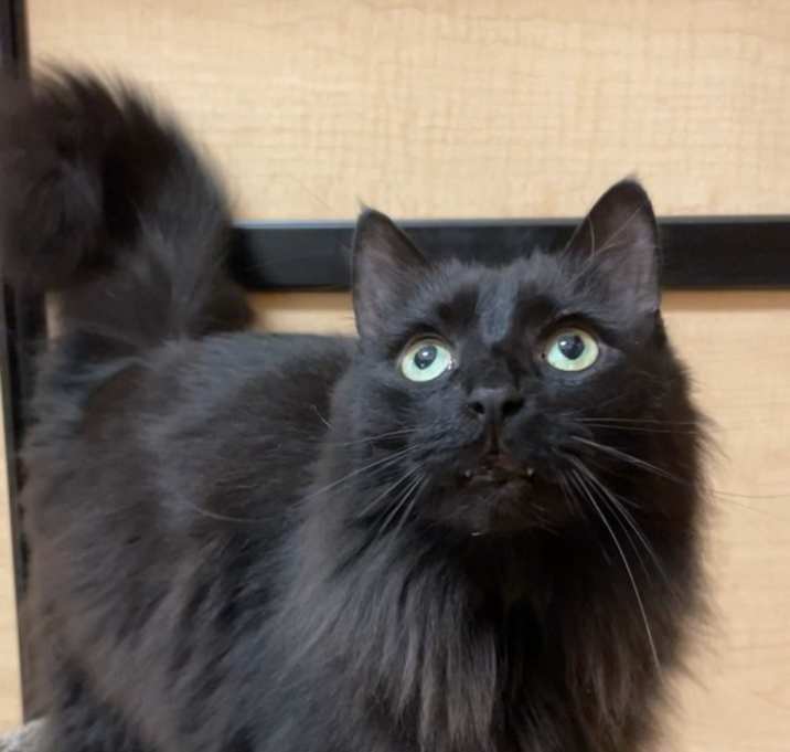 Photo of Sprinkles