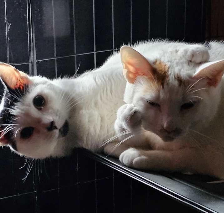Photo of Oreo and mittens. 2 cats