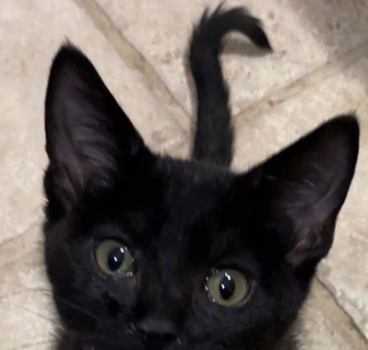 Photo of Ember