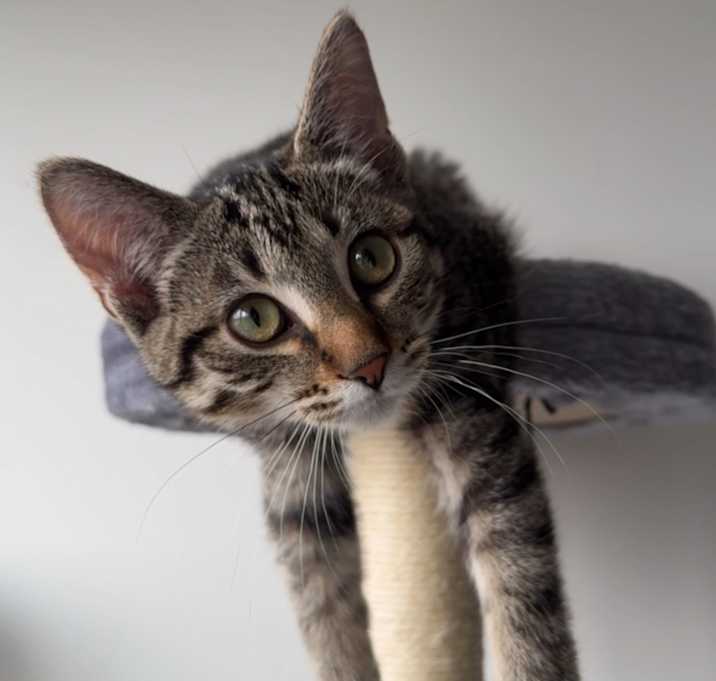 Photo of Tilly