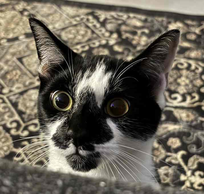 Photo of Draco