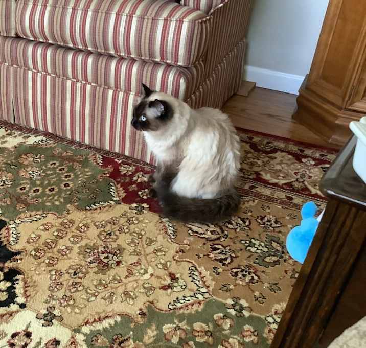 Photo of Daisy