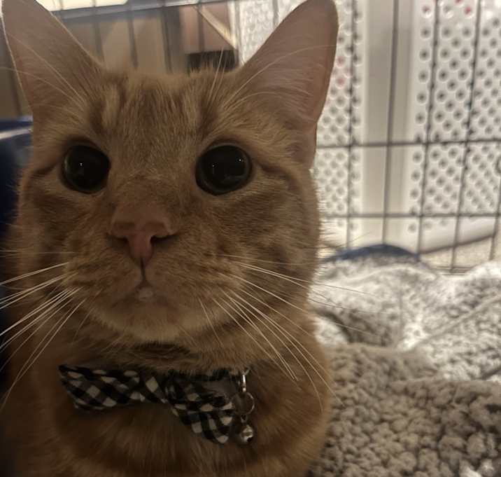 Photo of Henry