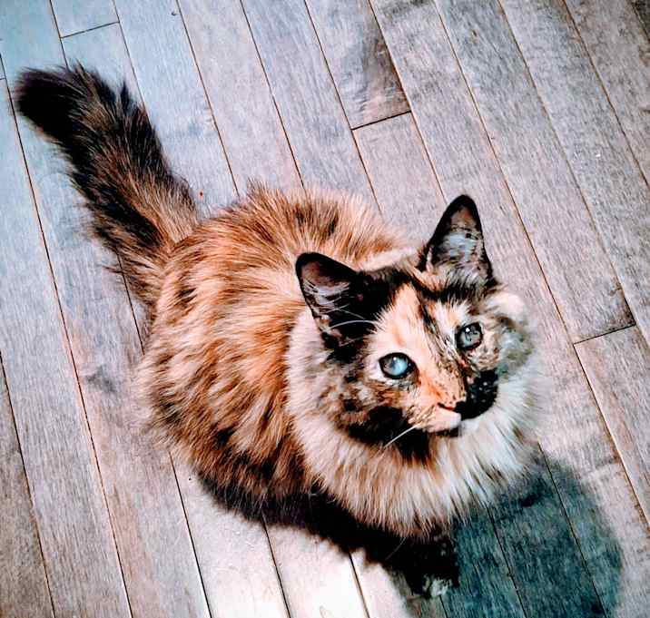 Photo of Kitty Anne