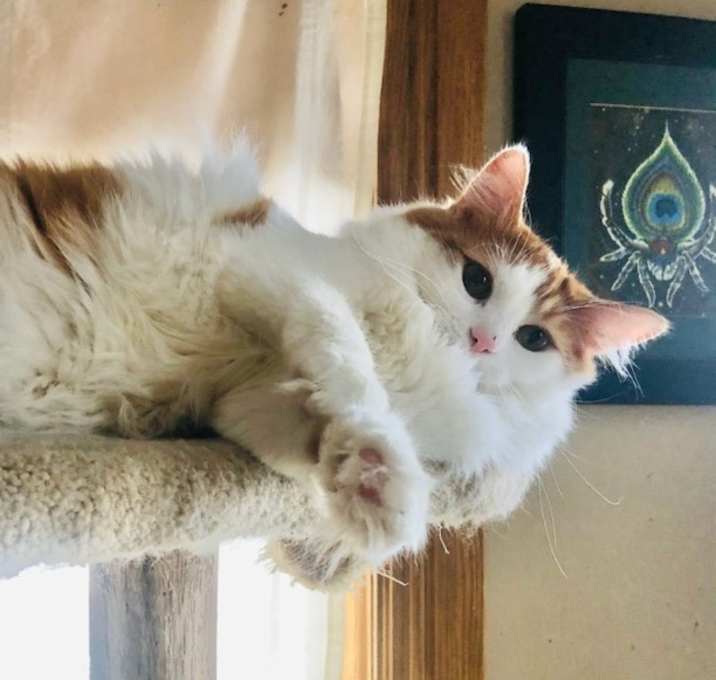 Photo of Mayhem (bonded w/ Mystery & June) 