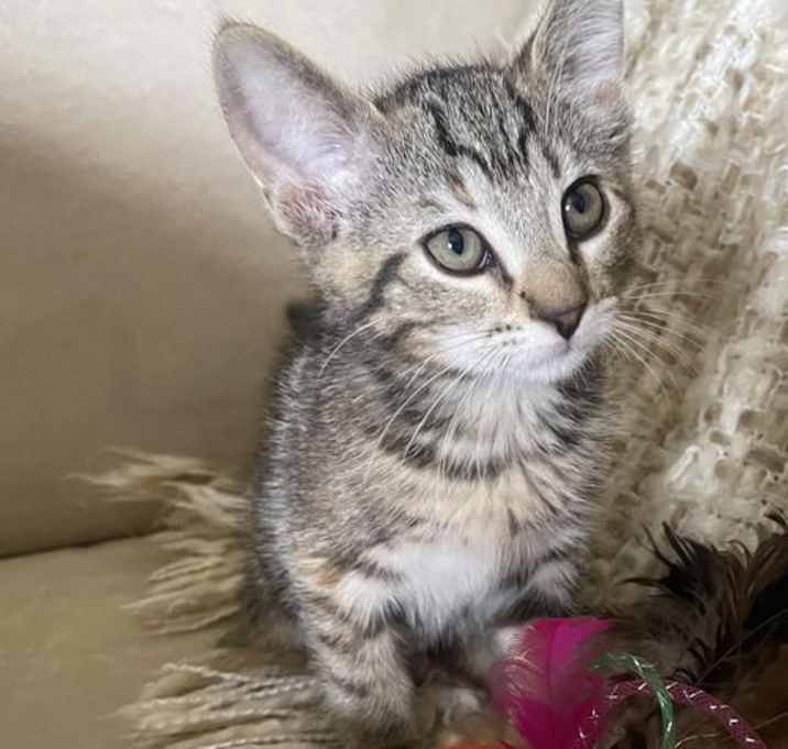 Photo of Mavis