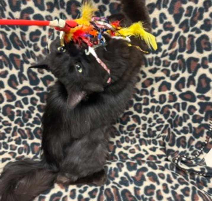 Photo of Romeo-PetSmart Bridgewater