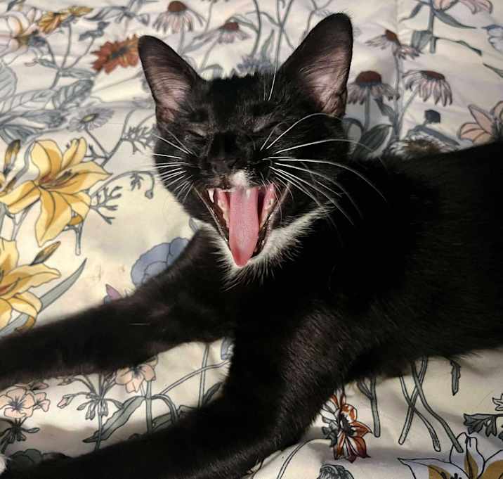 Photo of Miles