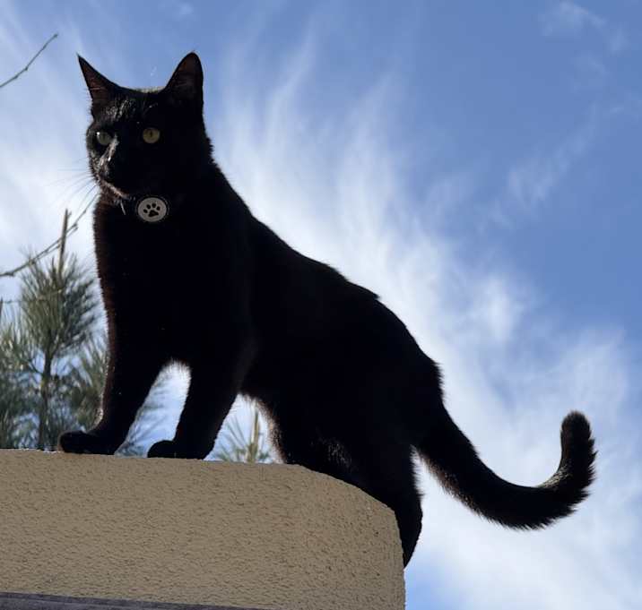 Photo of Binx