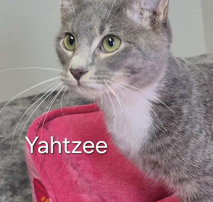 Photo of Yahtzee