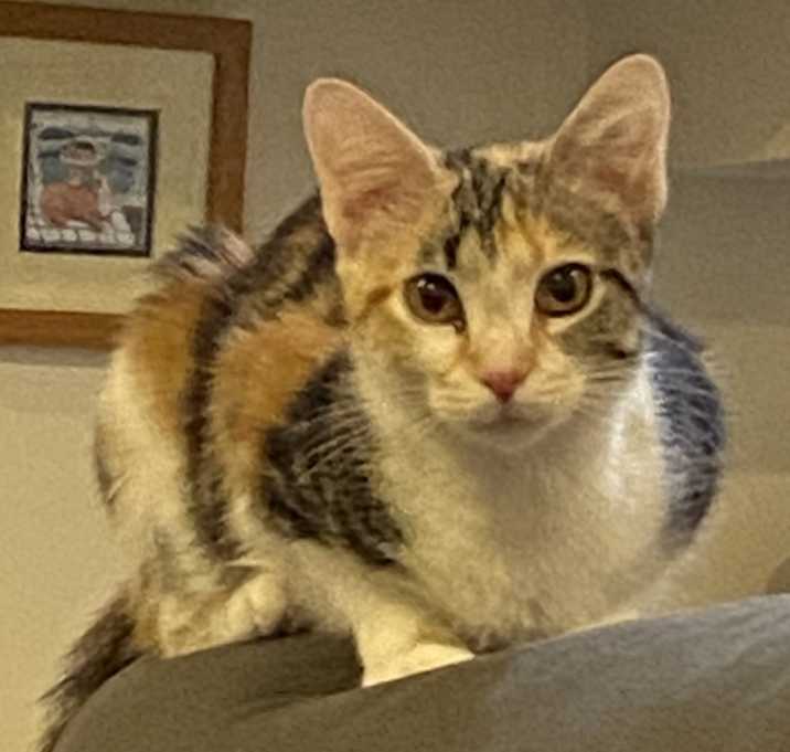Photo of Callie