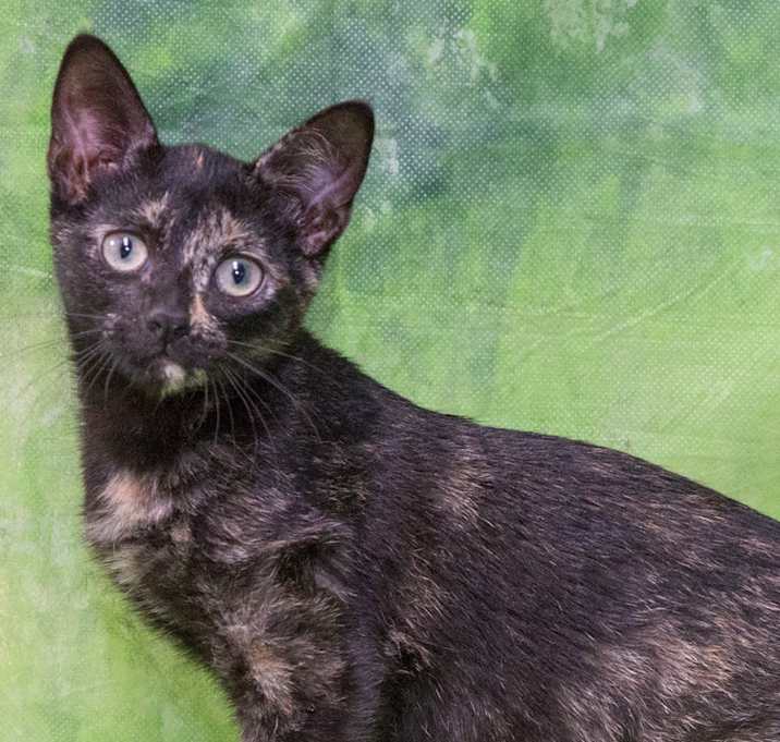 Photo of Luna