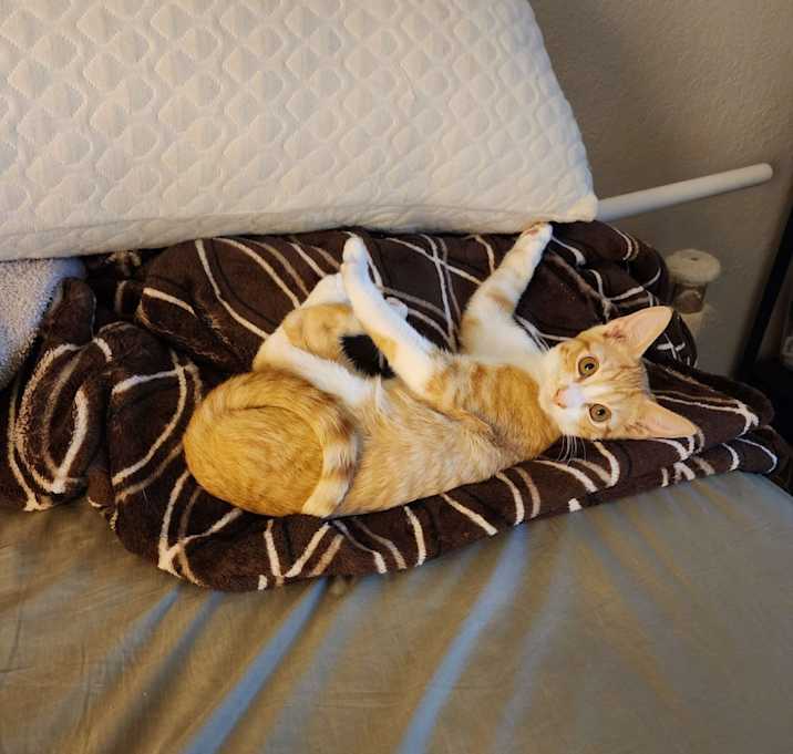 Photo of Rumble