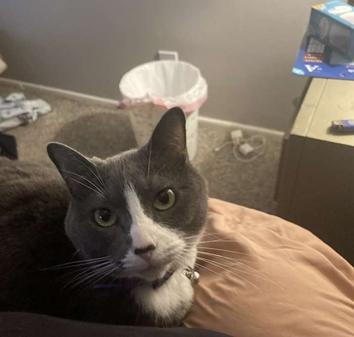 Photo of Millie