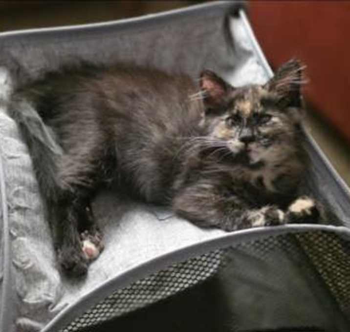 Photo of Baily