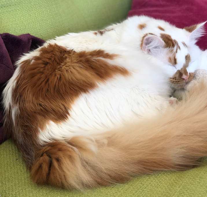Photo of Chai