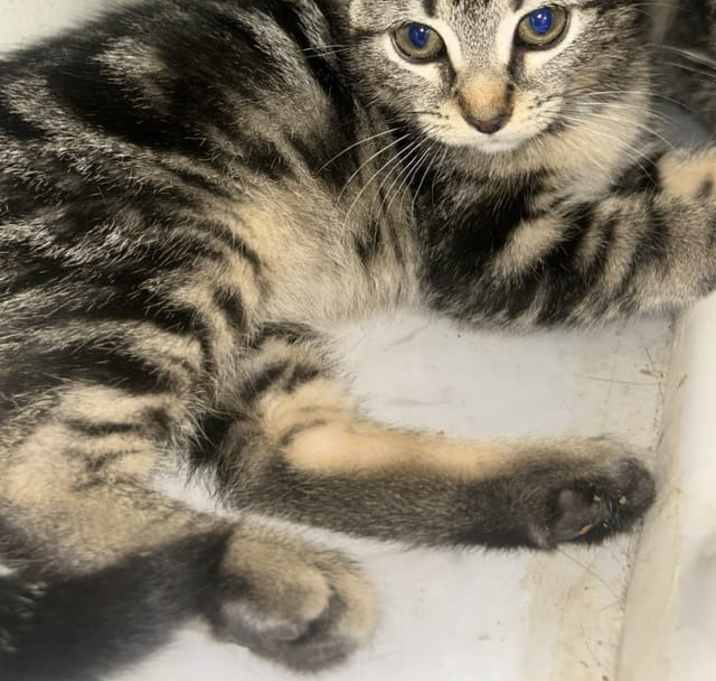Photo of Aquamarine