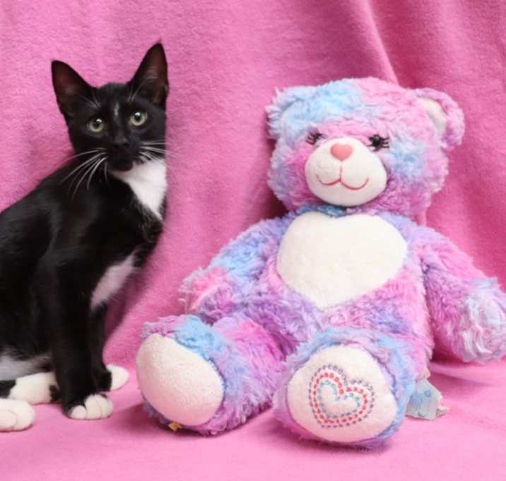 Photo of Mr. Tux