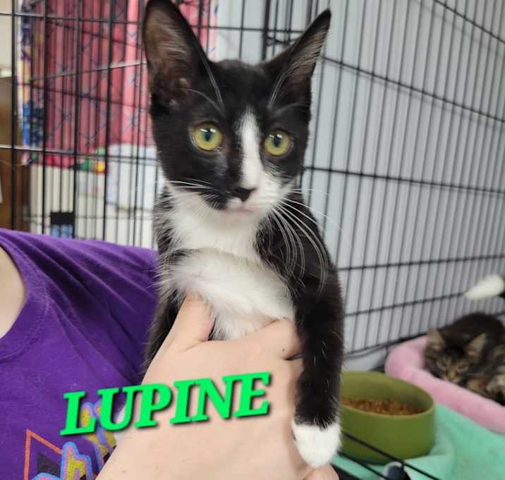 Photo of Lupine