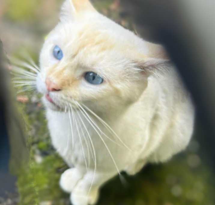 Photo of Gnocchi