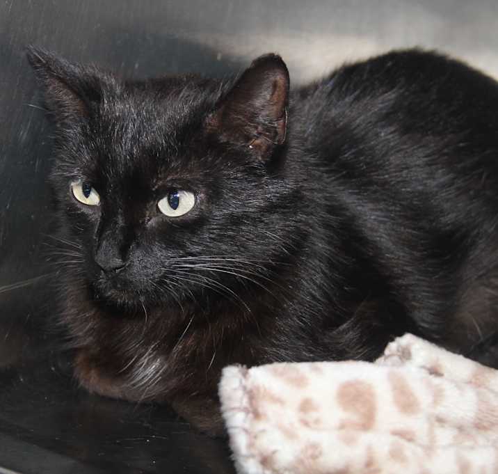 Photo of Mary Allen (Spayed)