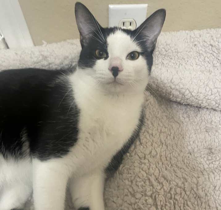 Photo of Tuxedo