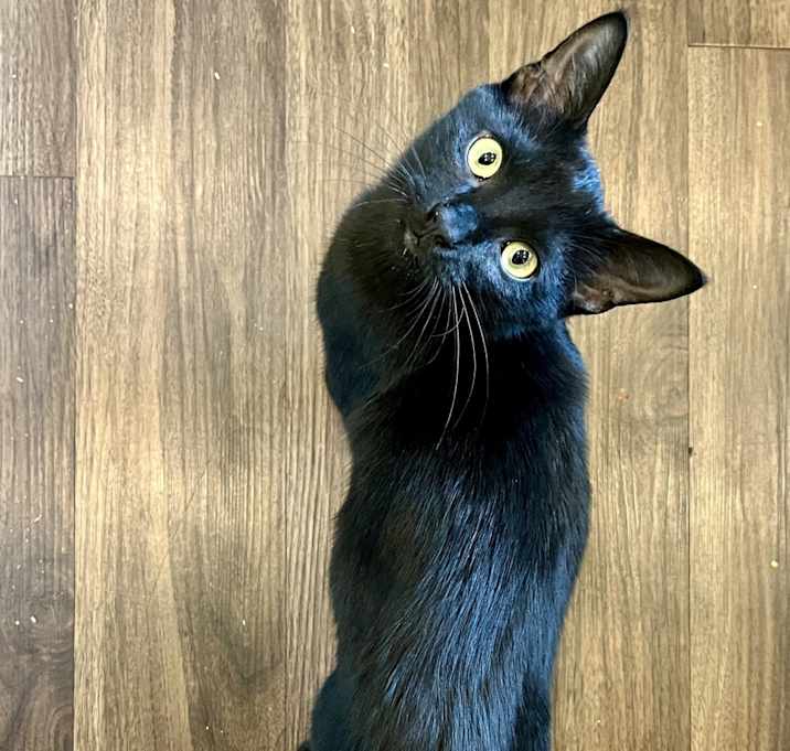 Photo of Phoenix