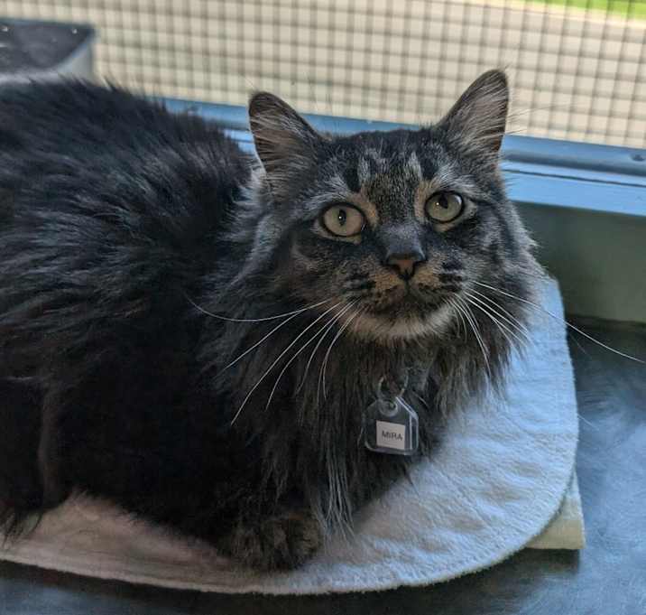 Photo of Mira 
