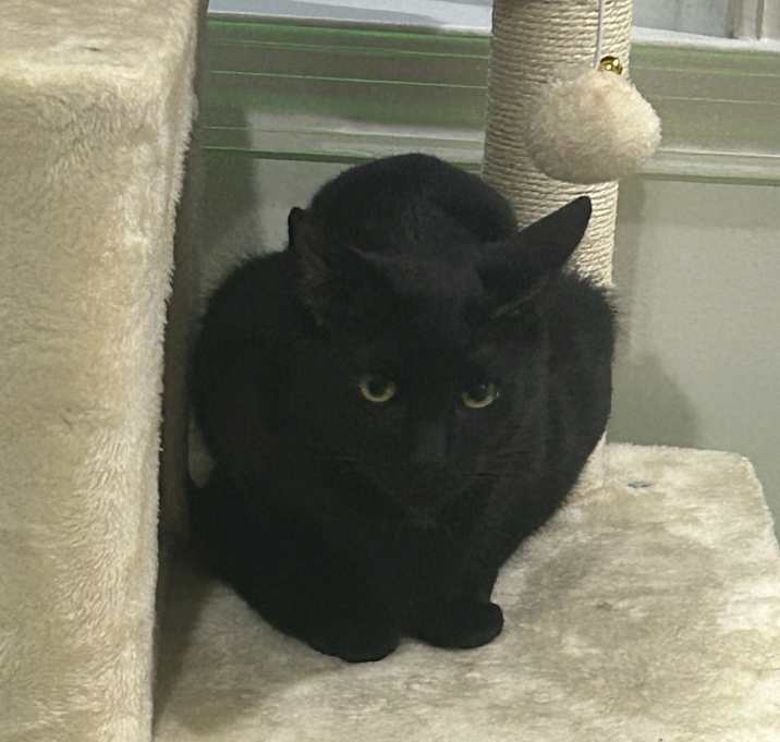 Photo of Milo
