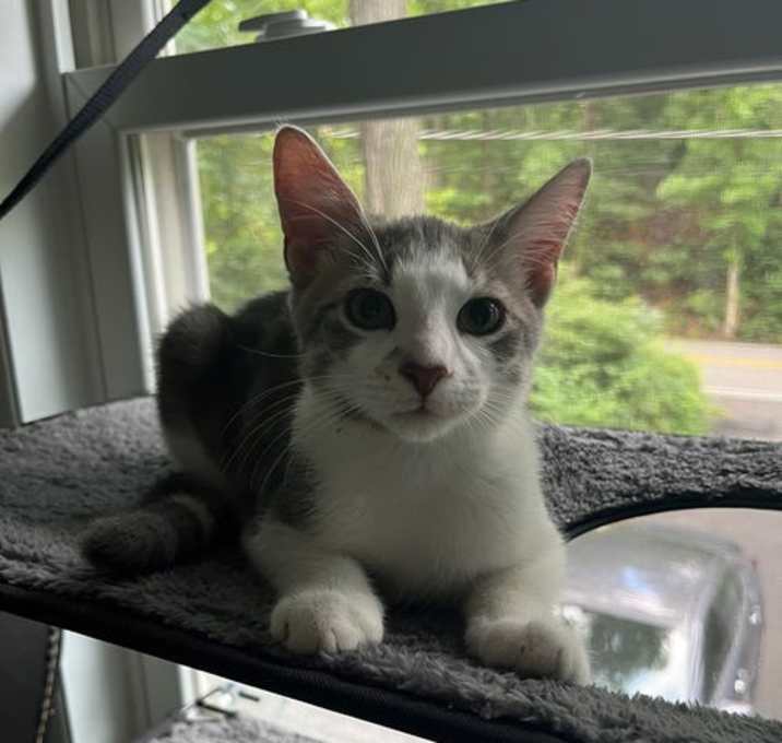 Photo of Unicorn - KITTEN in foster