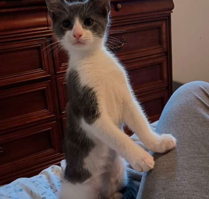 Photo of Trouble - KITTEN in foster