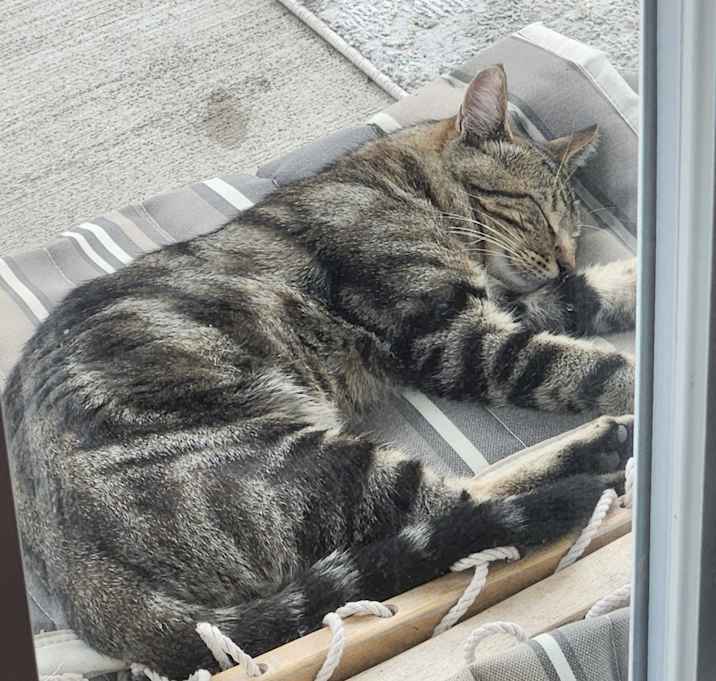 Photo of Finnegan