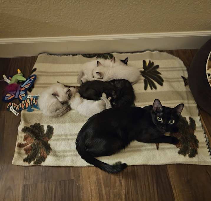 Photo of Litter of 6