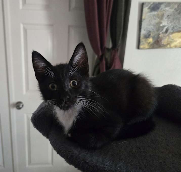 Photo of Short Socks
