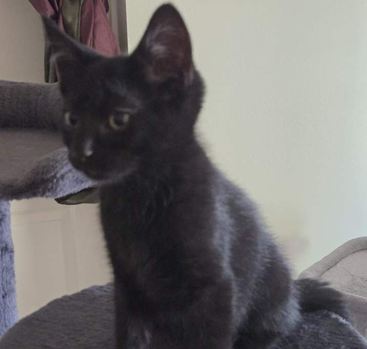 Photo of Ears