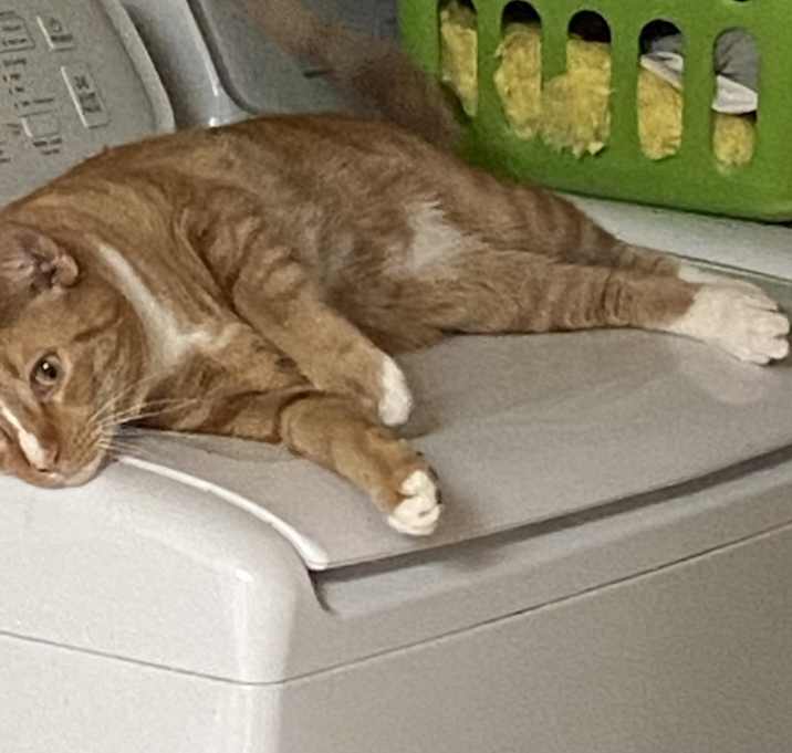 Photo of Leo