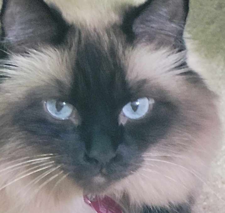 Photo of Jingle Belle