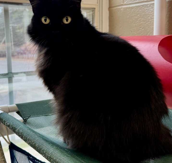 Photo of Cleo