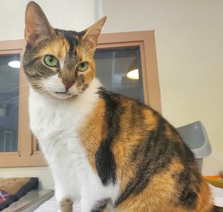 Photo of Tigris