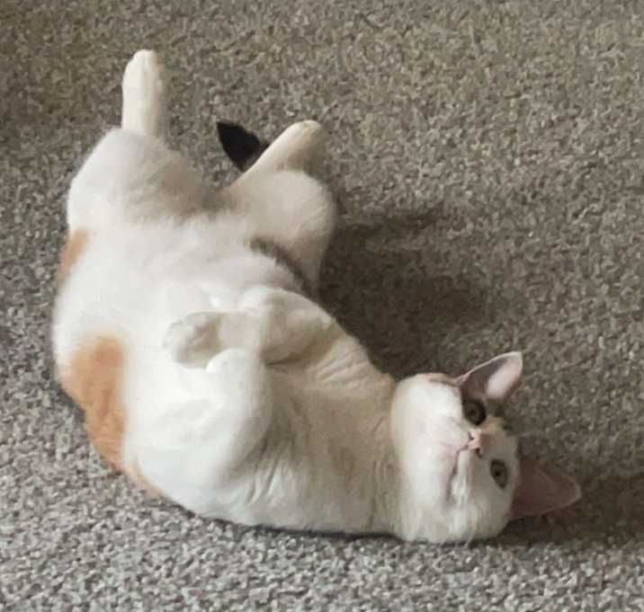 Photo of Pepper