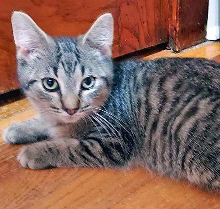 Photo of Yankee Doodle