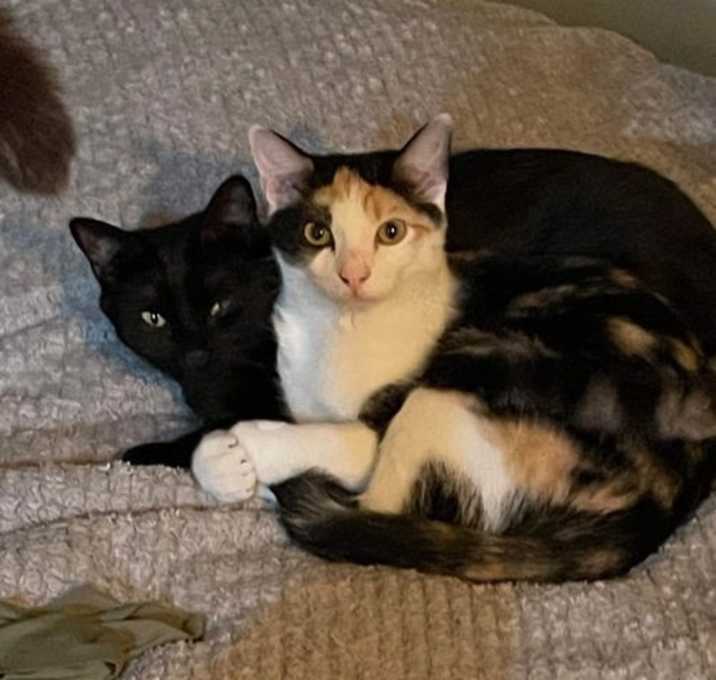 Photo of Chinaberry & Coconut