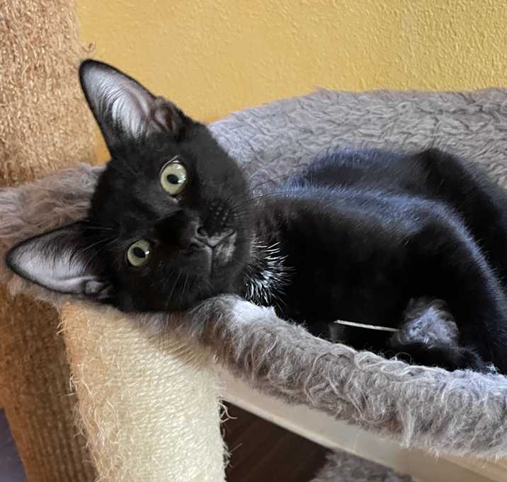 Photo of Jax