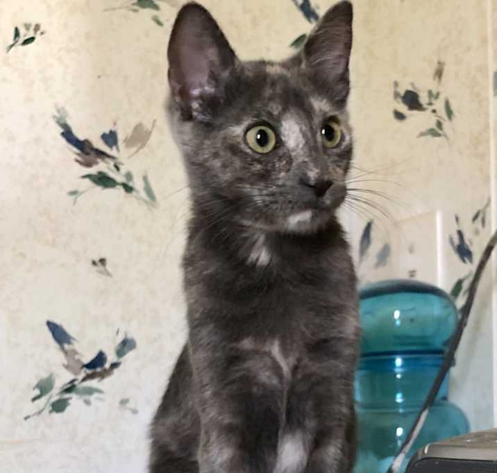 Photo of Maizey