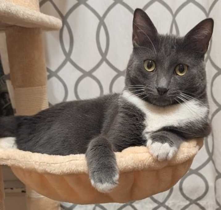 Photo of Olive