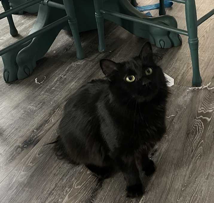 Photo of Kiki