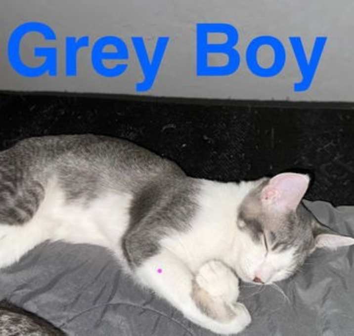 Photo of GREY BOY