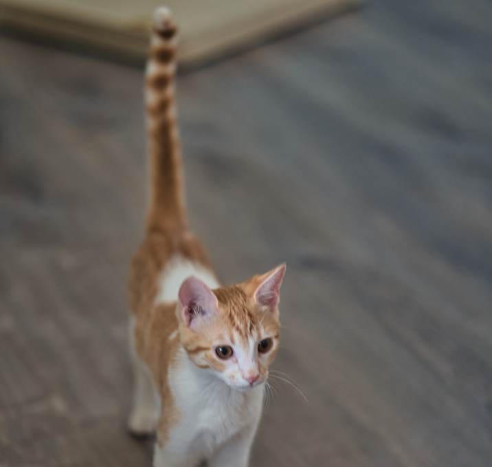 Photo of Loki