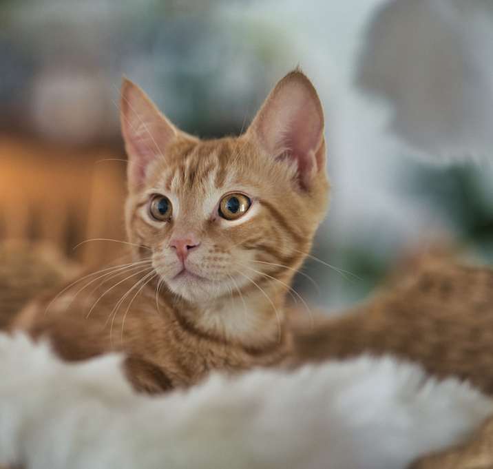Photo of Ragnar